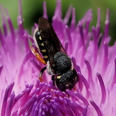 Pseudoanthidium nanum