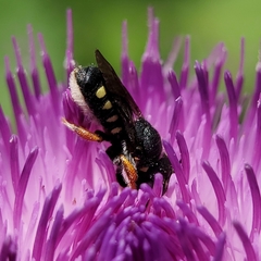 Pseudoanthidium nanum