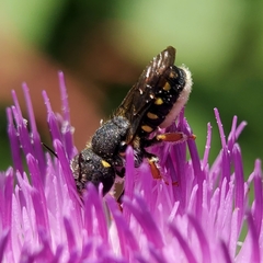 Pseudoanthidium nanum