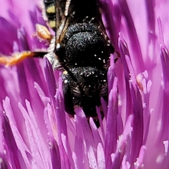 Pseudoanthidium nanum