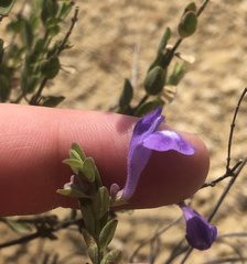 Scutellaria wrightii
