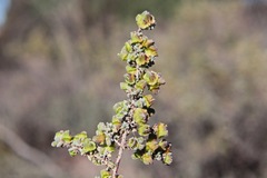 Maireana pyramidata