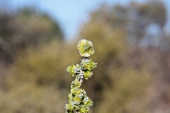 Maireana pyramidata