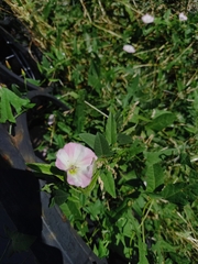 Convolvulus arvensis