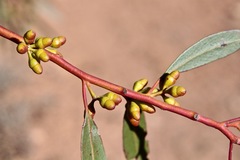 Eucalyptus oleosa