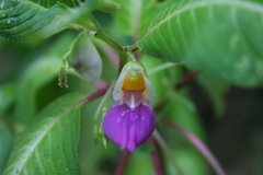 Balsaminaceae