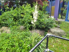 Yucca filamentosa variegata