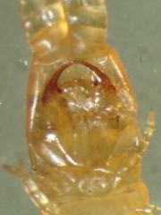 Chomatobius bakeri