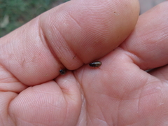 Enochrus quadripunctatus