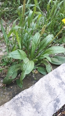 Plantago major