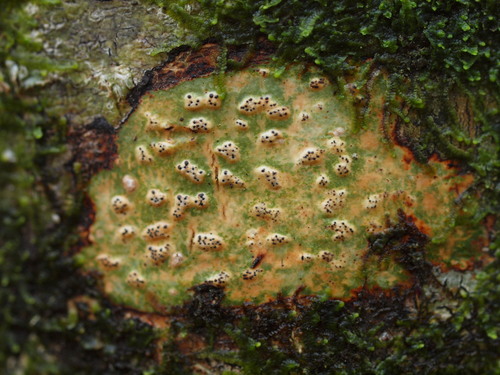 Speckled Blister Lichen