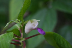 Balsaminaceae