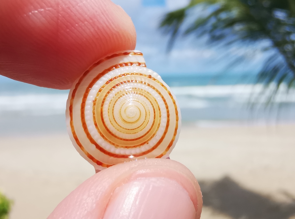 Architectonica modesta