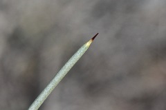 Hakea leucoptera leucoptera