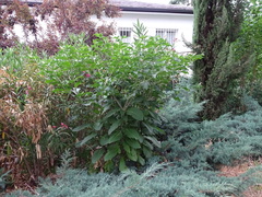 Phytolacca americana