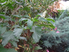 Phytolacca americana