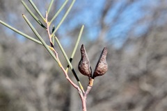 Hakea leucoptera leucoptera