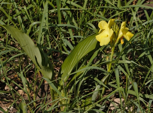 Siphonochilus kirkii, photograph 5