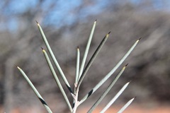 Hakea leucoptera leucoptera