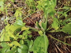 Plantago depressa