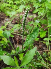 Plantago depressa