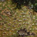 Viridothelium virens - Photo (c) Vitaly Charny, algunos derechos reservados (CC BY-NC), subido por Vitaly Charny
