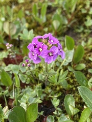 Cardamine purpurea
