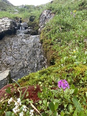 Cardamine purpurea