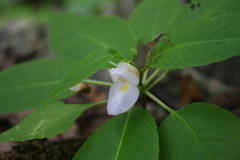 Balsaminaceae