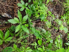 Plantago depressa