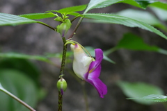 Balsaminaceae