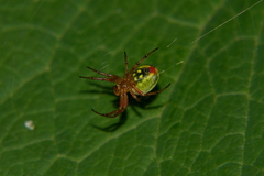 Araniella alpica