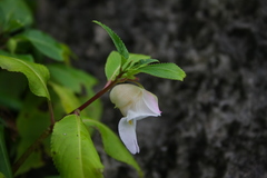 Balsaminaceae