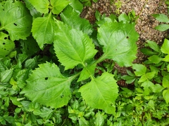 Sigesbeckia pubescens
