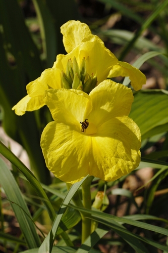 Siphonochilus kirkii, photograph 6