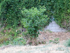 Phytolacca americana