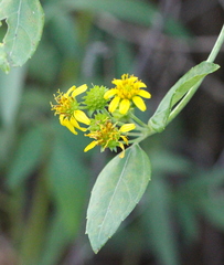 Wollastonia biflora