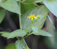 Wollastonia biflora