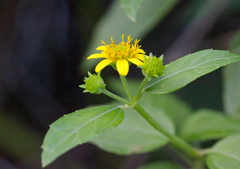 Wollastonia biflora