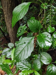 Gynostemma pentaphyllum