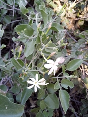 Jasminum fluminense fluminense