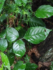 Gynostemma pentaphyllum