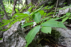 Balsaminaceae