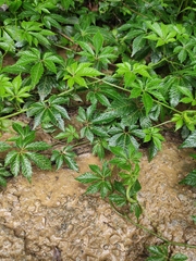 Hemsleya chinensis