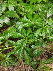 Hemsleya chinensis