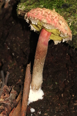 Boletellus emodensis image