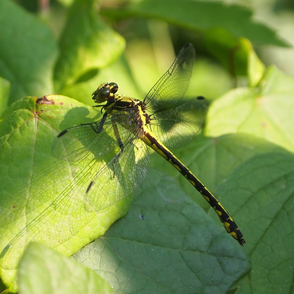 Riverine Clubtail