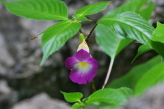 Balsaminaceae