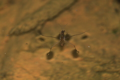 Gerris gracilicornis