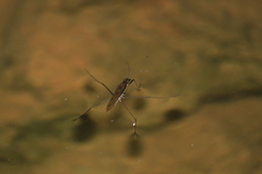 Gerris gracilicornis